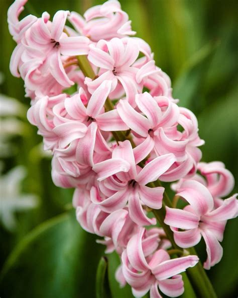 hyacinth images|More.